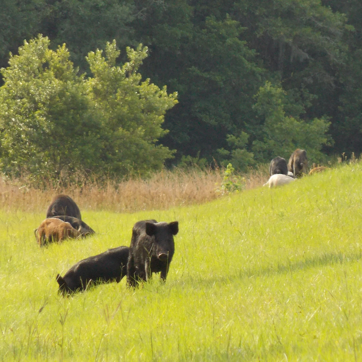 Pigs grazing in a field.