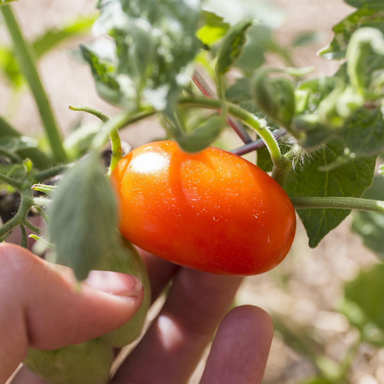A person holding a tomato - UF/IFAS Artificial Intelligence