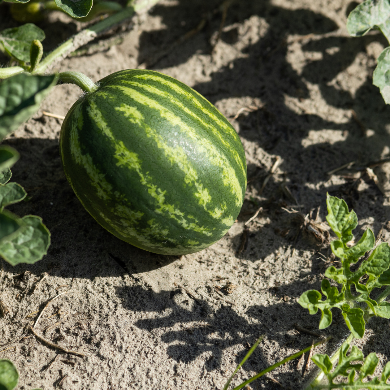 close up of a watermelon growing on a vine in a field