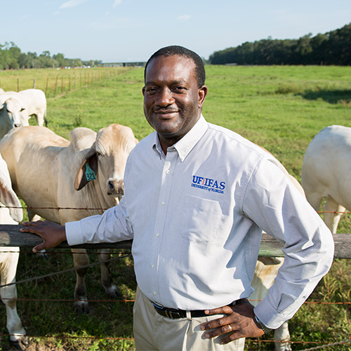 Man standing in front of cattle and a field
